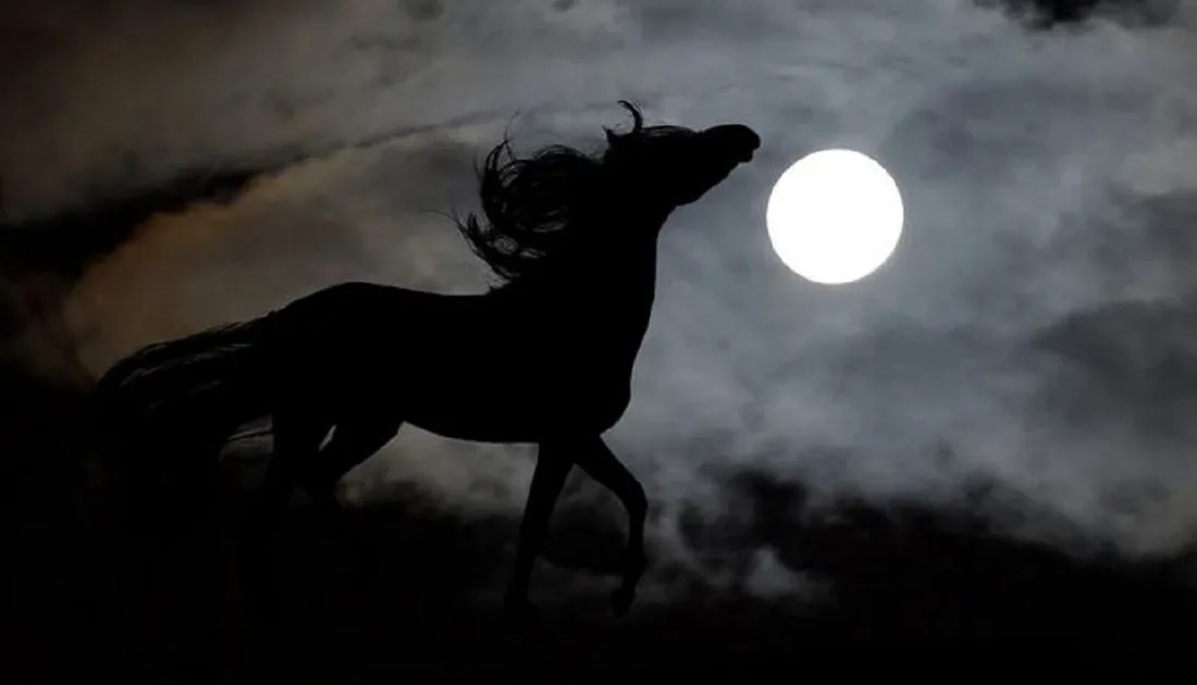 Cheval Nocturne